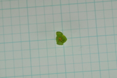 Wikstroemia indica