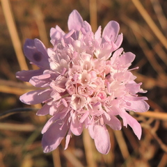 Scabiosa columbaria columbaria