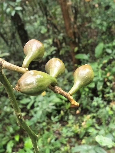 Scleropyrum pentandrum observed 2025-09-04