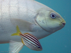 Atypichthys strigatus