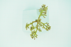 Cryptocarya elliptifolia