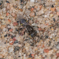 Oxybelus bipunctatus