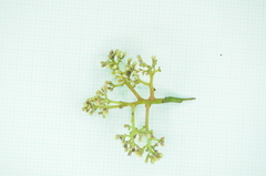 Cryptocarya elliptifolia