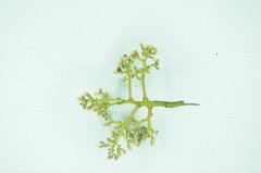 Cryptocarya elliptifolia