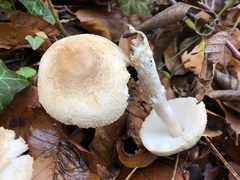 Lepiota ignivolvata