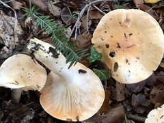 Pudorini