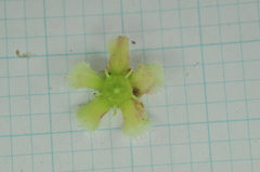 Euonymus cochinchinensis