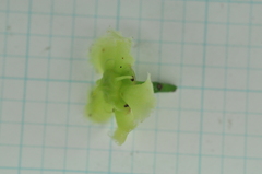 Euonymus cochinchinensis