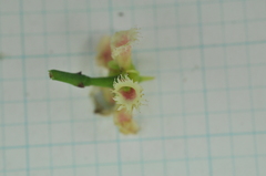 Euonymus cochinchinensis