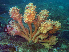 Pyura spinifera