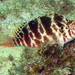 Cirrhitichthys aprinus - Photo (c) Richard Ling, alguns direitos reservados (CC BY-NC-ND)