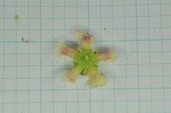 Euonymus cochinchinensis