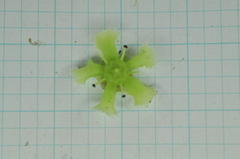 Euonymus cochinchinensis