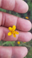 Simsia lagasceiformis