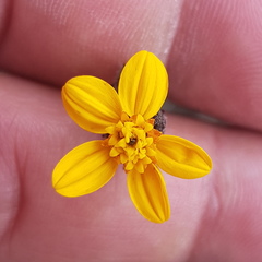 Simsia lagasceiformis