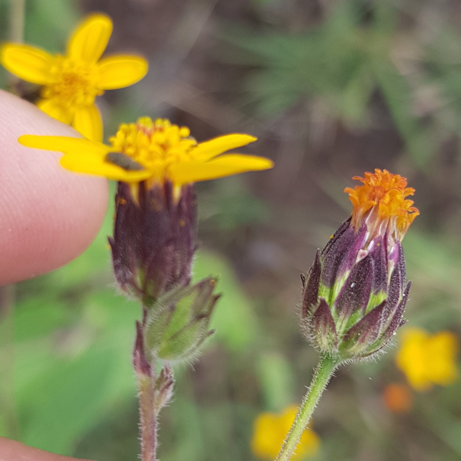Simsia lagasceiformis