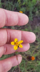 Simsia lagasceiformis