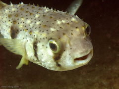 Dicotylichthys punctulatus