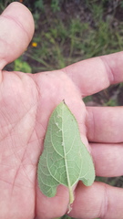 Simsia lagasceiformis