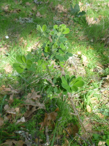 Genista monspessulana
