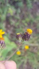 Simsia lagasceiformis