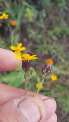 Simsia lagasceiformis