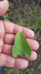 Simsia lagasceiformis