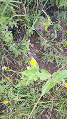 Simsia lagasceiformis