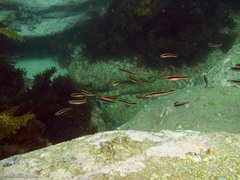 Trachinops taeniatus