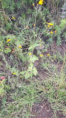 Simsia lagasceiformis