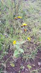 Simsia lagasceiformis