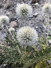 Echinops cornigerus