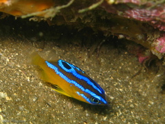 Mecaenichthys immaculatus