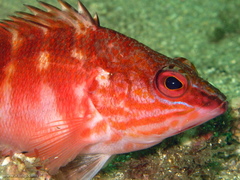 Hypoplectrodes maccullochi