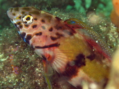 Eupetrichthys angustipes