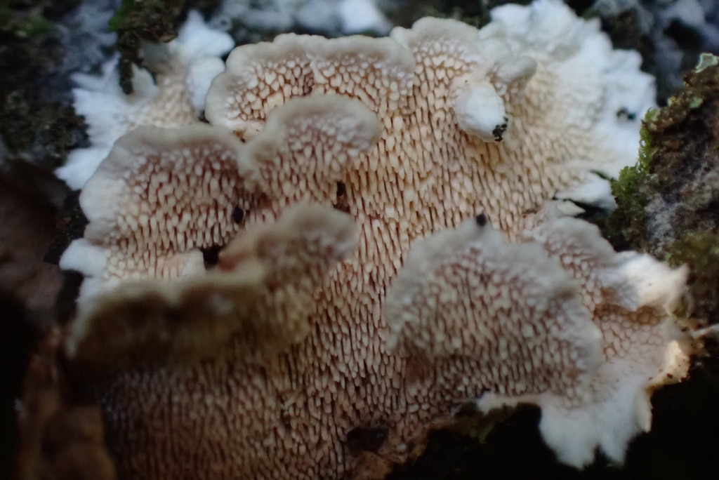 Steccherinum tenuispinum
