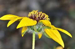 Helianthus exilis