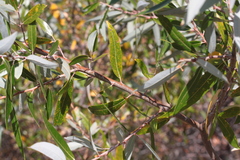 Melampsora epitea