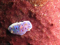 Goniobranchus thompsoni