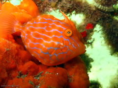 Eubalichthys mosaicus