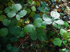 Rubus wirralensis