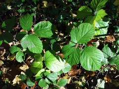 Rubus wirralensis