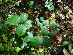 Rubus wirralensis
