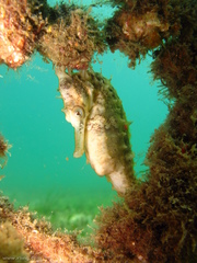 Hippocampus whitei