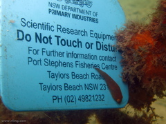 Cochleoceps orientalis