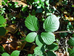 Rubus wirralensis
