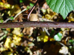 Rubus wirralensis