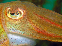 Sepia plangon