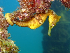 Hippocampus whitei