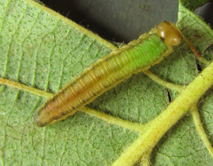 Dolerus genucinctus